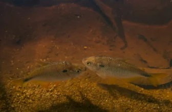 Isca para lambari: artificial, viva, equipamentos para pesca e mais!
