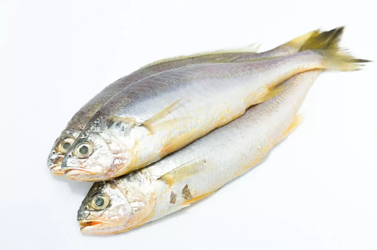 corvina