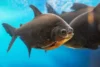 pacu pequeno