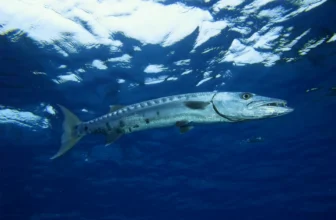 água