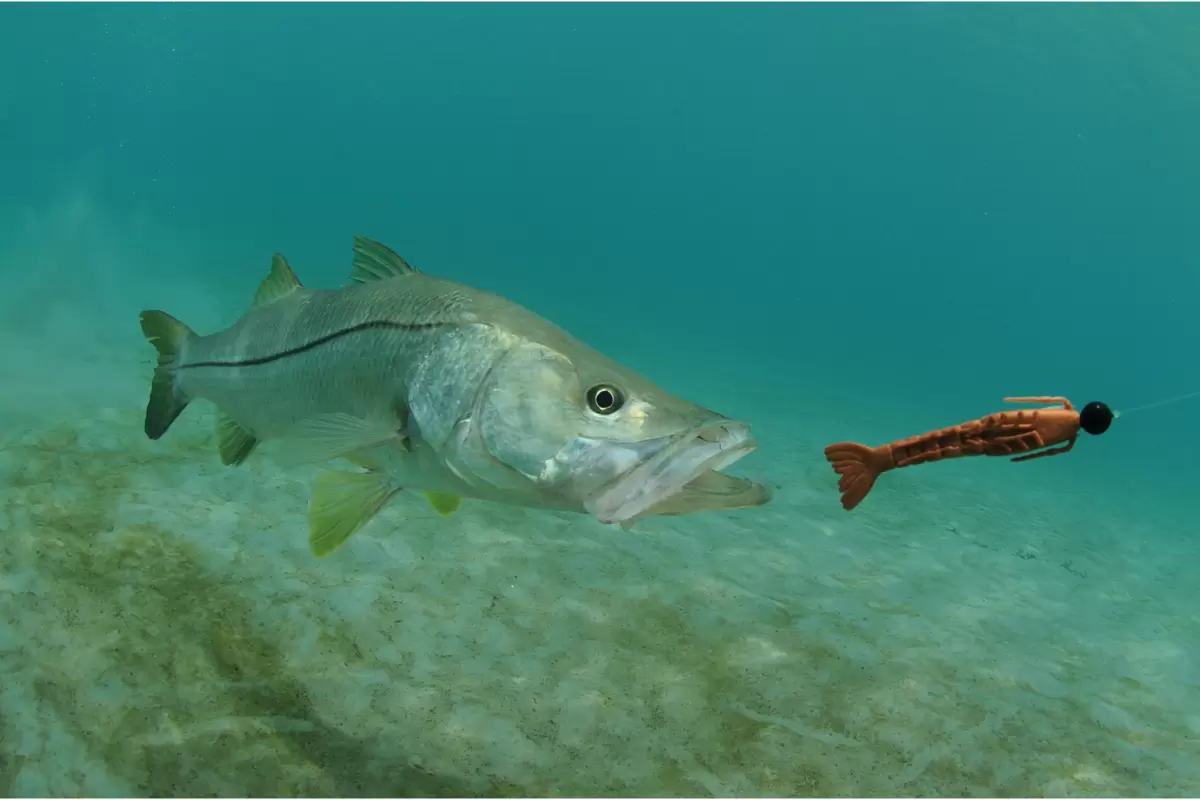 peixe de água doce