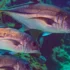 Peixe Barracuda: pesca, habitat, características e mais!