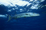 Peixe Barracuda: pesca, habitat, características e mais!
