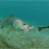 Massa para tilápia: saiba qual a melhor para a pesca e como fazer