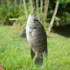 Peixe robalo: espécies, hábitos, equipamentos para pesca, dicas e mais!