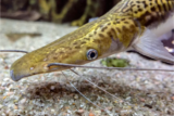 Peixe gato: como pescar, características das espécies e muito mais!