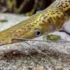 Peixe porco: pesca, características, alimentação, coloração e mais!